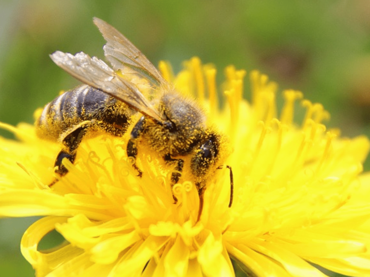 conférence sur la vie des abeilles avec dégustation de miel 7 abeille1 0
