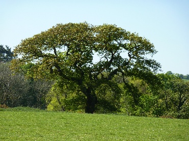 Université Permanente : La Vie des Arbres 1 Arbre